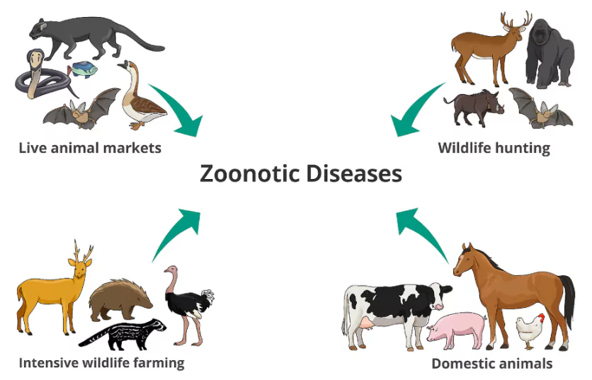 World Zoonoses Day