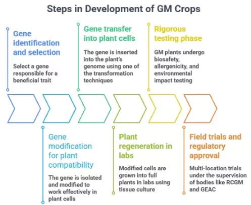 GM Crops