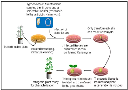 GM Crops