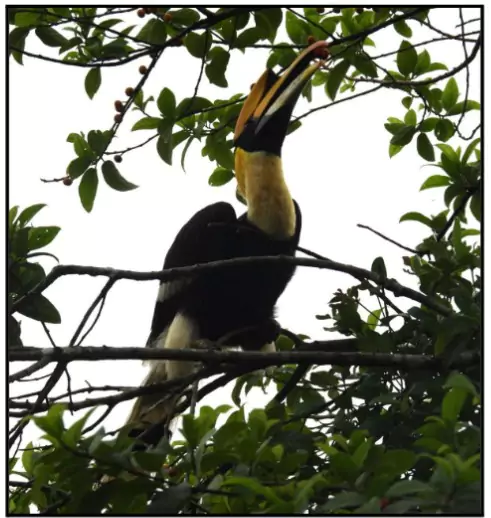 Great Hornbill
