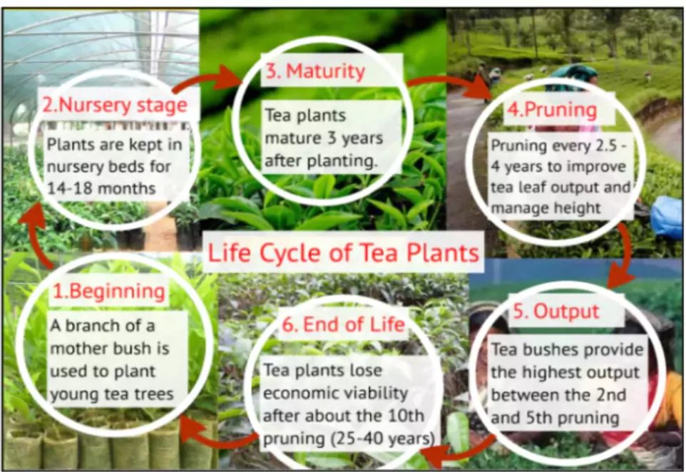 Tea Production