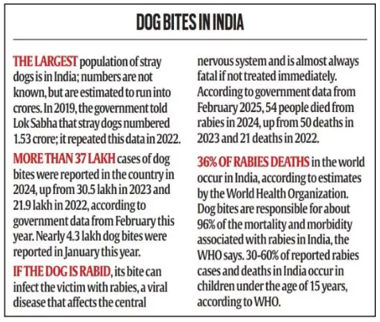 Stray Dog Crisis