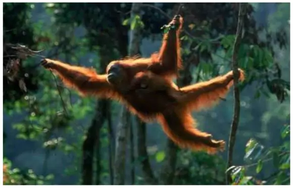 World Orangutan Day