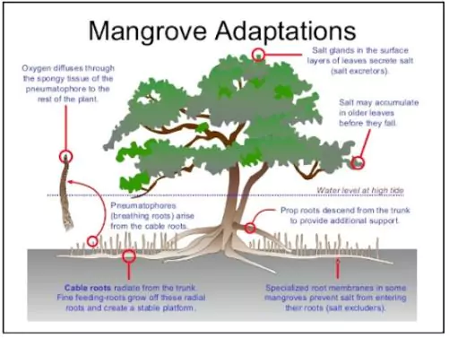 Mangroves