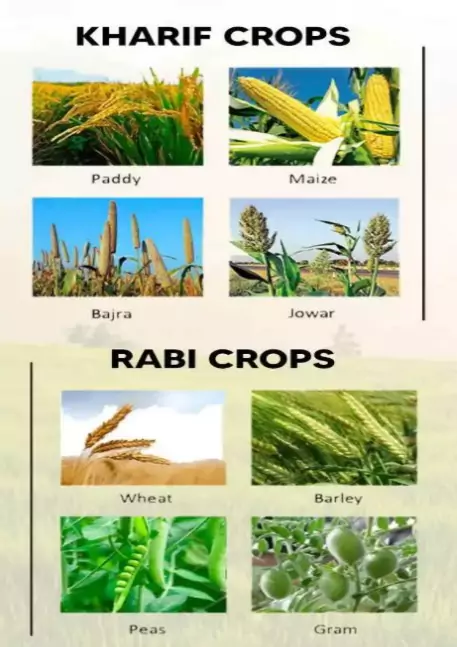 kharif and rabi crops