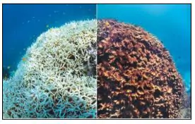 Great Barrier Reef
