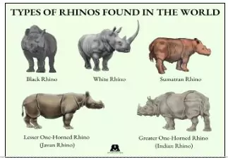 State of Rhinos Report