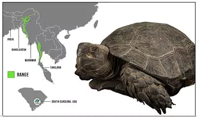 Asian Giant Tortoises