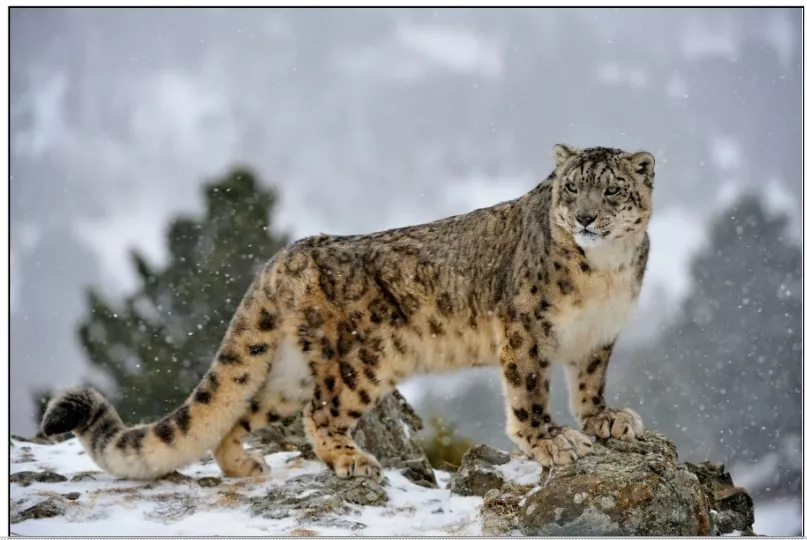 Snow leopards