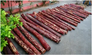 Red Sanders Conservation