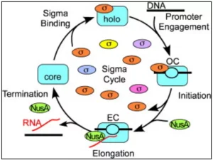 Sigma Cycle