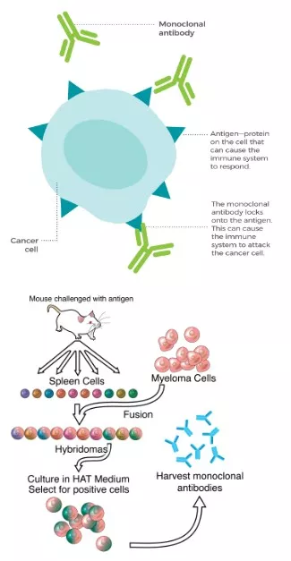 Monoclonal Antibodies