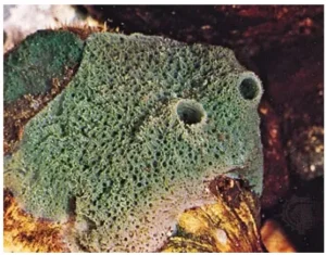Sponge-Associated Microbes