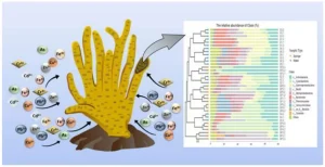 Sponge-Associated Microbes