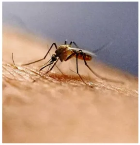 Urban Malaria