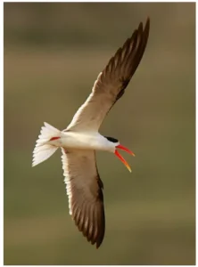 Sandbar-Nesting Birds