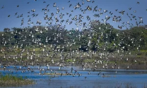 Kopra Reservoir (Chhattisgarh)