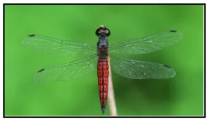 Lyriothemis keralensis