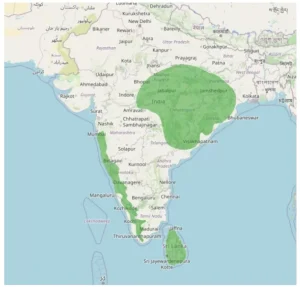 Hornbill Restaurants