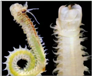 Polychaete Worms