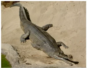 National Chambal Sanctuary