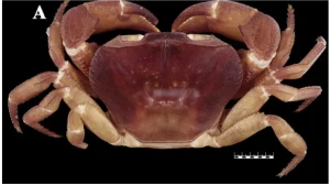 Gynandromorph Crab