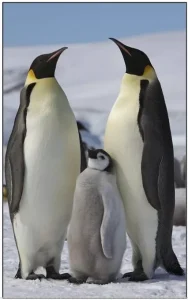 Emperor Penguin as Sentinel Species