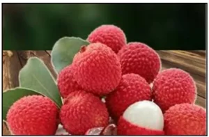Tezpur Litchi