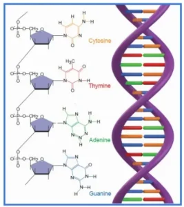Synthetic Biology