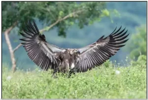 White-rumped Vulture