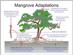 Mangroves