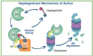 Vepdegestrant