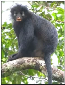 Colobus Congoensis