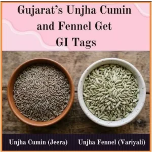 ‘Unjha Jeera’ and ‘Unjha Fennel