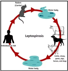 Leptospirosis