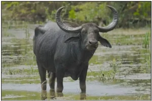 Asiatic Wild Buffalo