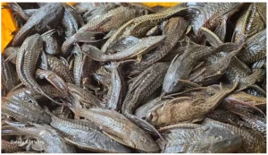 India’s first invasive-fish removal programme