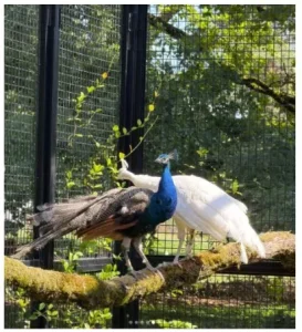 Indian Peacock