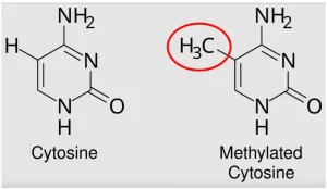 Epigenetic Inheritance