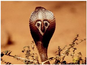 Snakebite