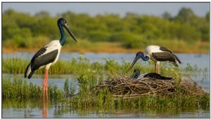 Khijadia Bird Sanctuary