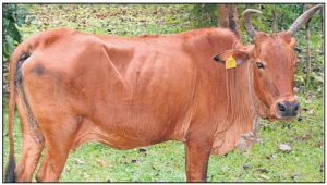 Periyar Kullan