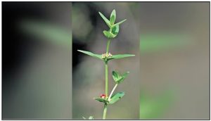 Ammannia Telanganensis