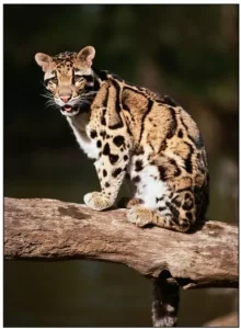 Clouded Leopard