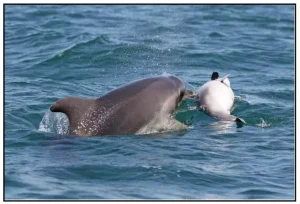 Dolphins