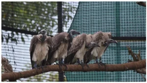 Vulture Conservation