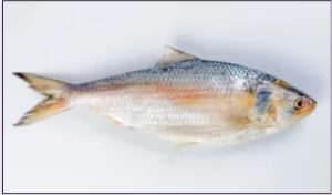 Hilsa Fish
