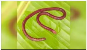 Gegeneophis chandgadi