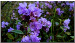 Neelakurinji