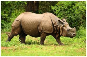 Project Rhino 2026